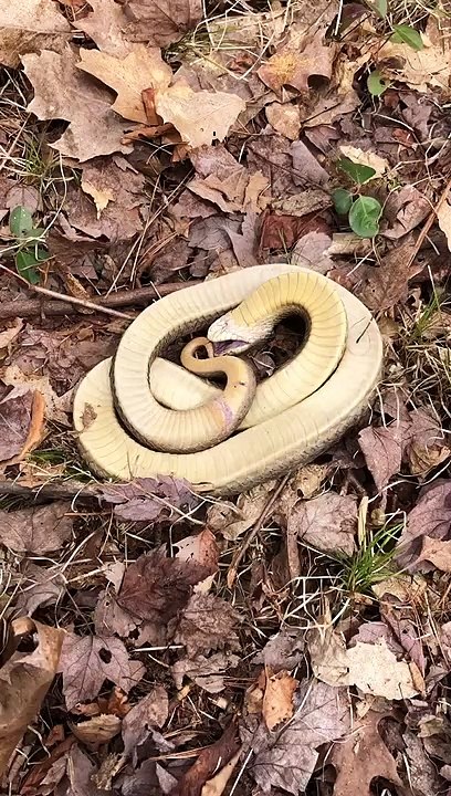 Hognose Snake Playing Dead
