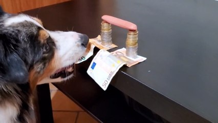 Rush the Skilled Thief Dog Doesn't let Hot Dogs Distract Him