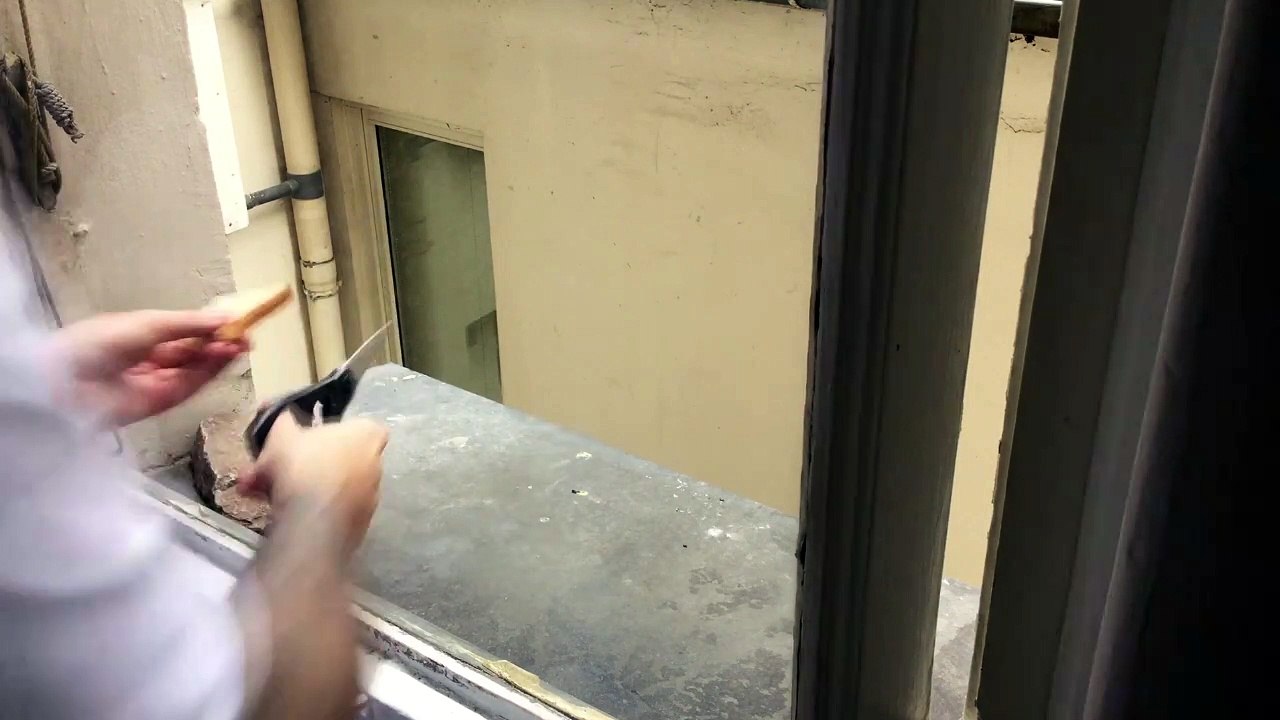 Man Spends Weeks Earning Pigeon's Trust for Rescue