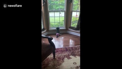 Curious paralyzed dog in Kansas "runs to the rescue" when she sees passerby's out the window