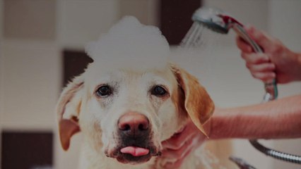How to Bathe and Brush Your Dog Safely at Home