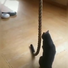 Did You Ever See A Tarzan Cat?? No?? Than Must Watch