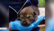 Zoo Celebrates Birth Of Rare Red Wolf Pups