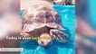 Don't Be Jealous Of This Pet Turtle's Fabulous Life