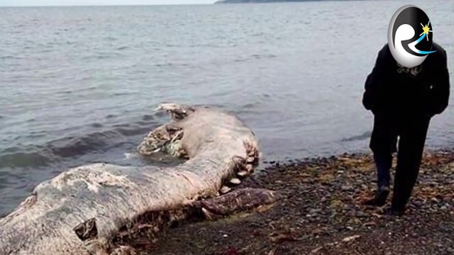 Loch Ness Monster & Dragon like Creature