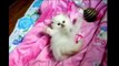 Funny Cats Videos - So many cute kittens videos compilation