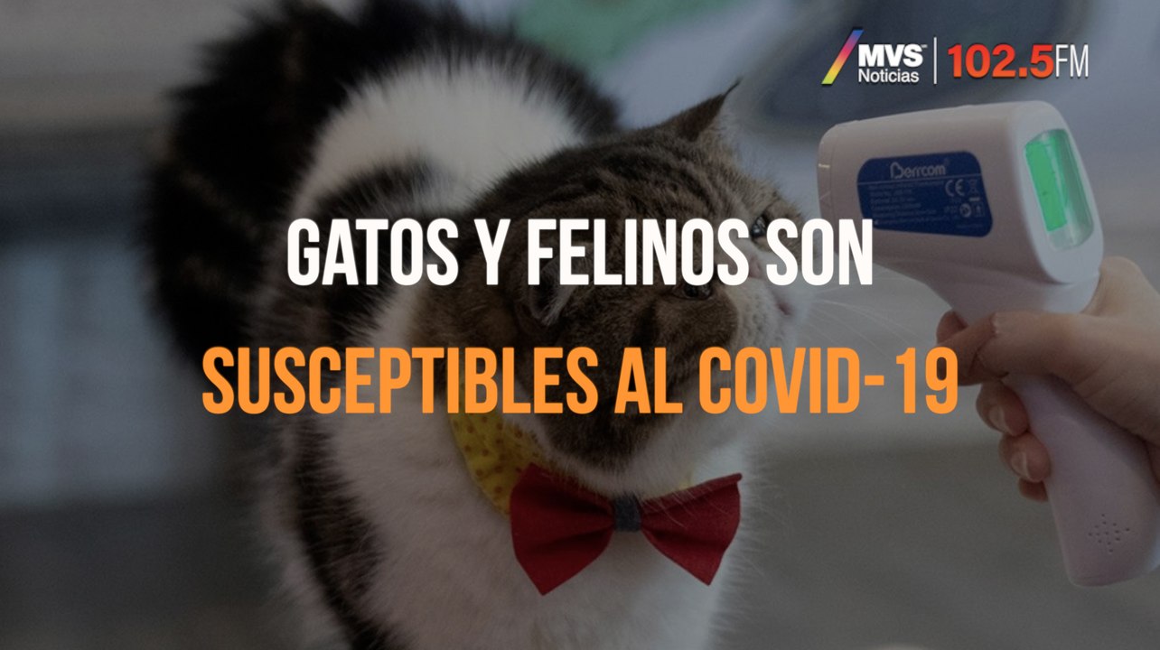 Gatos y felinos son susceptibles al COVID-19