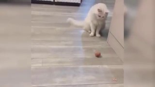 Baby Cats - Cute and Funny Cat Videos Compilatio _ Aww Animal