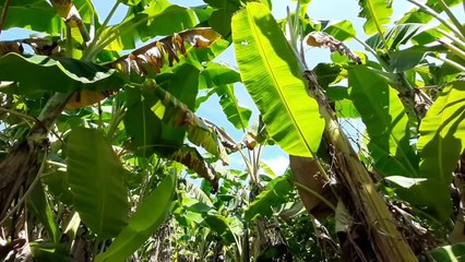 Chuột nẹp tre nướng sa tế siêu ngon - Ẩm thực miền quê