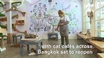 From confinement to cuddles: Bangkok cats welcome customers back to their cafes