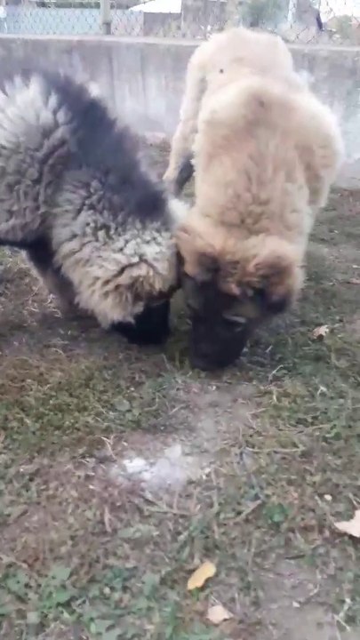 SEViMLi KAFKAS COBAN KOPEGi YAVRULARI - CUTE CAUCASiAN SHEPHERD DOG PUPPiES