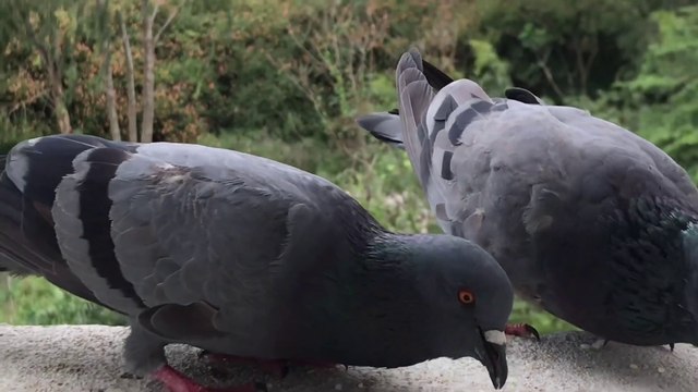 Save the Hungry Pigeons Give them food at home during Corona Virus Lockdown Part 2 corona Pigeon