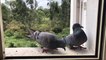 Hungry Pigeons eat food at home during Corona Virus Lockdown Part 1 corona animals Pigeon nature