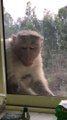 Please dont let Monkey Die of Hunger Part 1 wildlife monkey covid