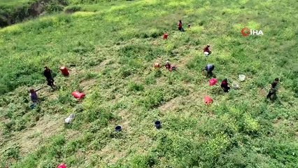 Virüse inat Çukurova'da üretim sürüyor