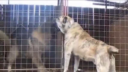 ALABAY ve KAFKAS COBAN KOPEGi ATISMA - ALABAi VS CAUCASiAN SHEPHERD DOG