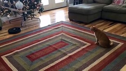 Best FUNNY CAT videos   New Funny Cat Videos   Cute  Funny Cat Videos Compilation 2020