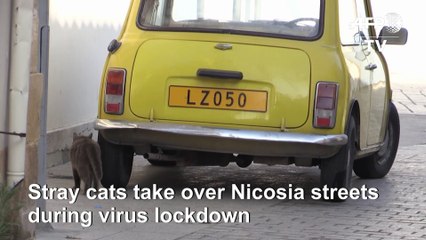 Paws patrol the streets of Nicosia in lockdown