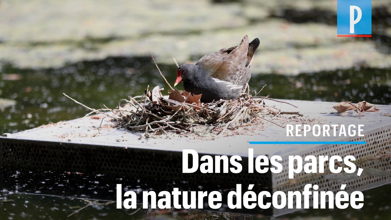 «Des fraises des bois ont poussé» : les parcs parisiens après le confinement