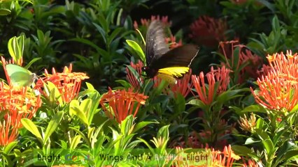 10 Most Beautiful Butterflies on Planet Earth