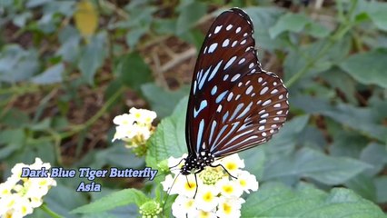 Beautiful Rainforest Butterflies