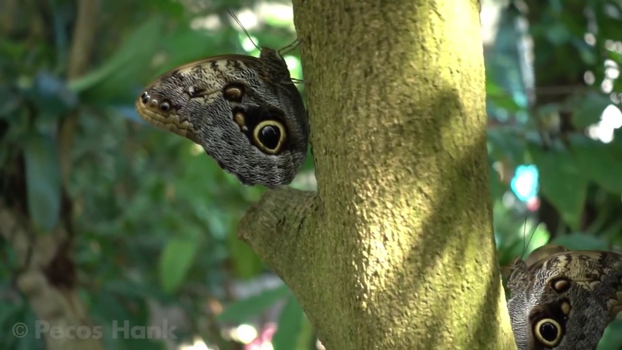 Butterflies Flying in Slow Motion HD - Houston Butterfly Museum