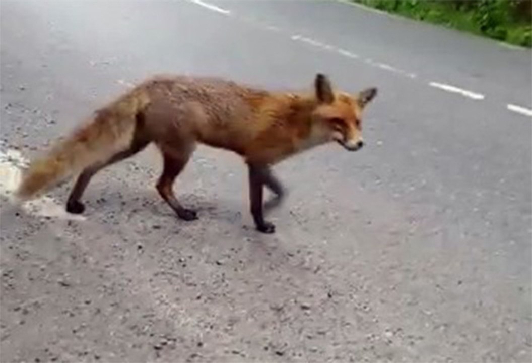 Sarıyer'de aç kalan tilki şehre indi