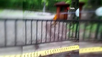 Sarıyer'de aç kalan tilki şehre indi
