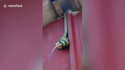 Australian tourist watches tree snake swallow a tokay gecko