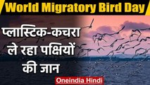 World Migratory Bird Day 2020: मई में क्यों मनाया जाता है ये दिन, जानें क्या है थीम | वनइंडिया हिंदी