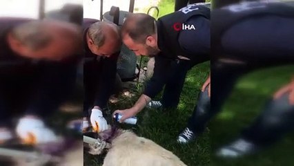 Mardin’de boynuna kablo dolanan köpeği polis kurtardı