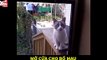 Anh chàng lồng tiếng cực vui cho chú mèo mỗi ngày đều đập cửa nhà mình