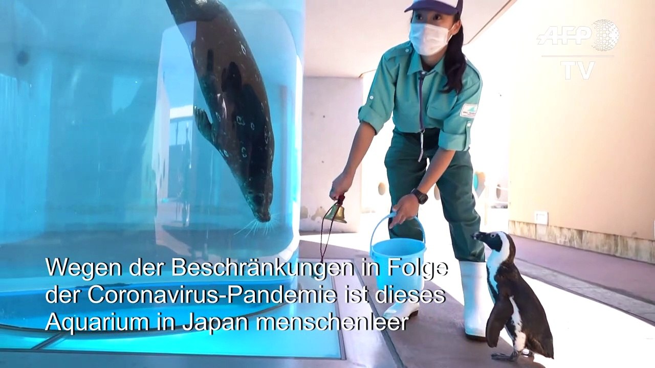 Hier sieht ein Seelöwe zum ersten Mal einen Pinguin