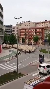 Des centaines de moutons traversent une ville