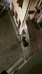 Cet ours se balade en pleine ville de nuit en Italie
