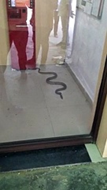 Qui veut aller retirer de l'argent à la banque ? Un serpent vous attend !