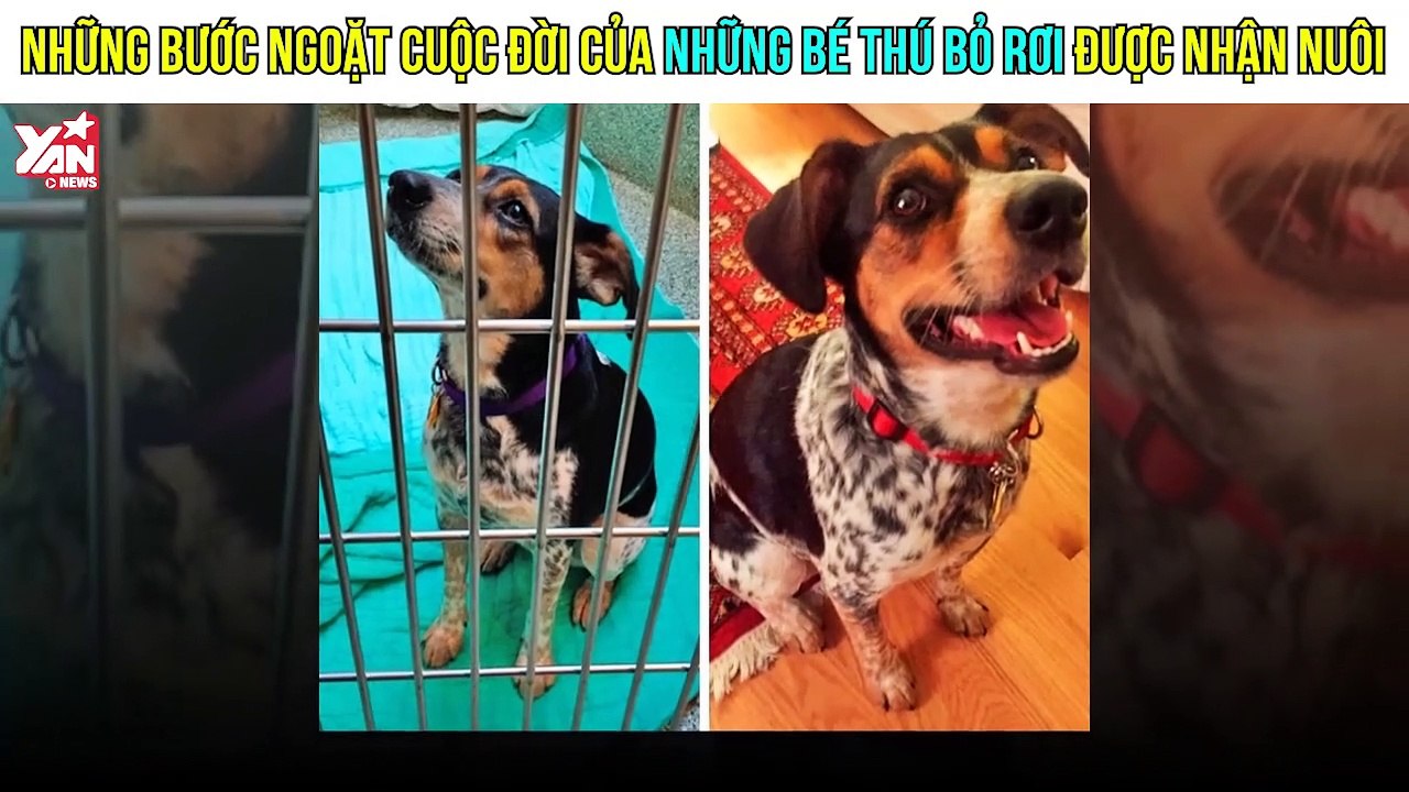 Những hình ảnh gây xúc động về bước ngoặt cuộc đời của những bé thú bỏ rơi được nhận nuôi