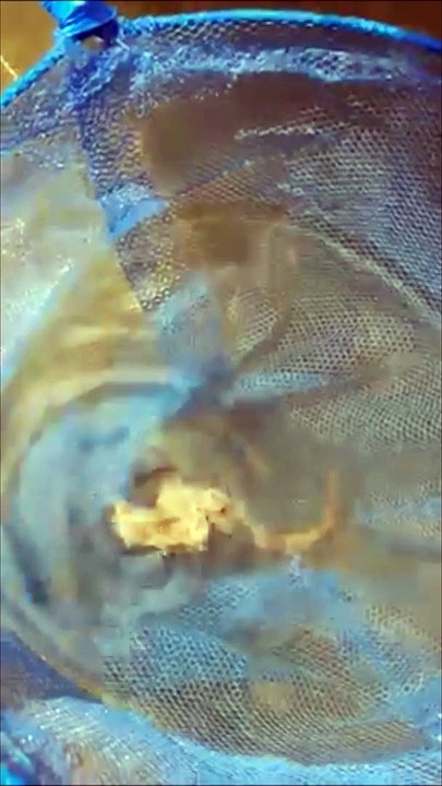 Seahorse discovery in Shoreham