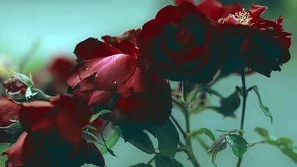 Please take a look. what a wonderful scenery.