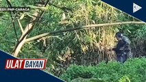 Marijuana plantation na may halagang P2-M, natagpuan sa Agusan del Sur