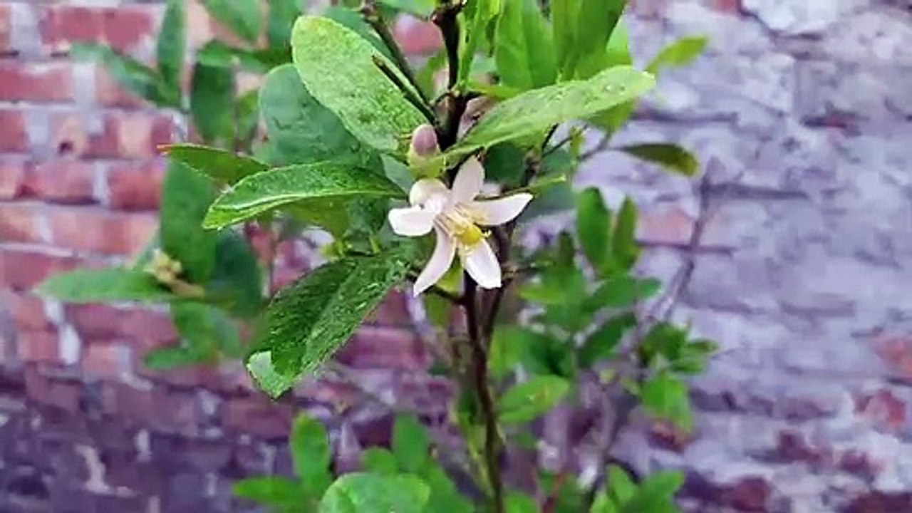 Beautiful Flower After The Rain
