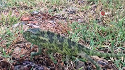 Şehir merkezinde bulunan bukalemun ve yılan doğaya salındı
