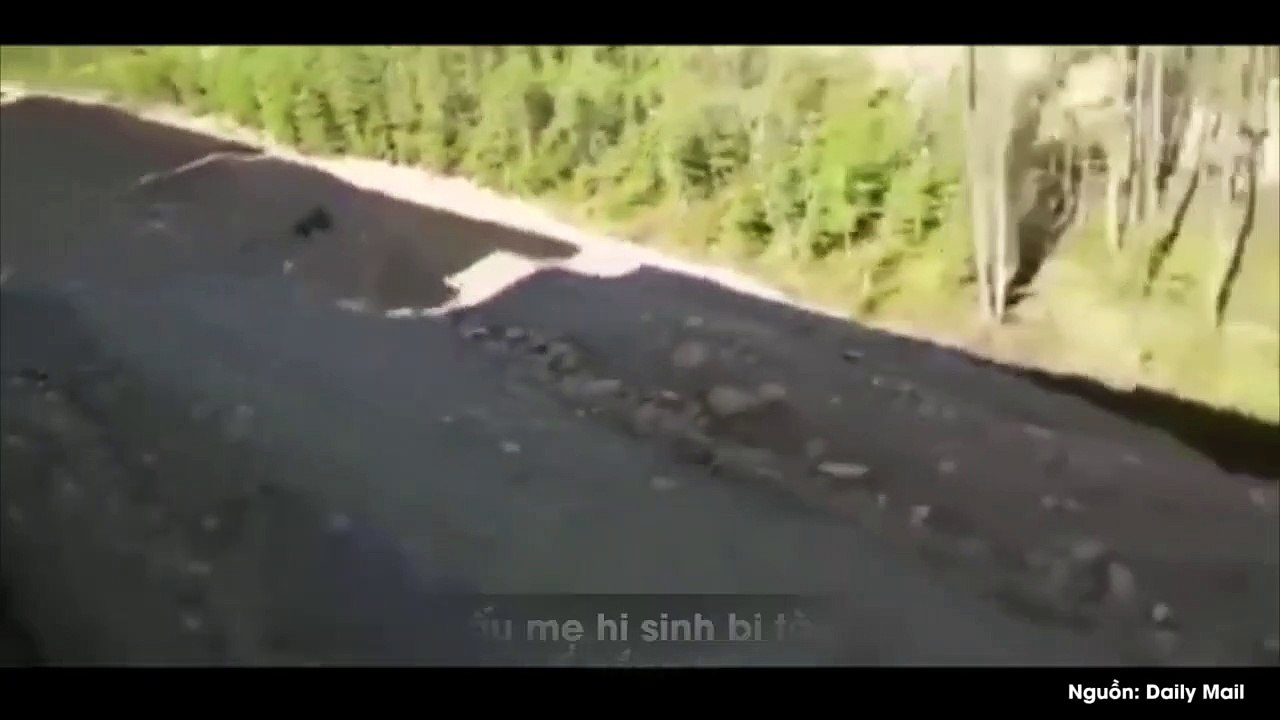 CĐM xót xa cảnh tượng gấu mẹ bị tàu hỏa cán chết trên đường ray khi cố bảo vệ 2 con