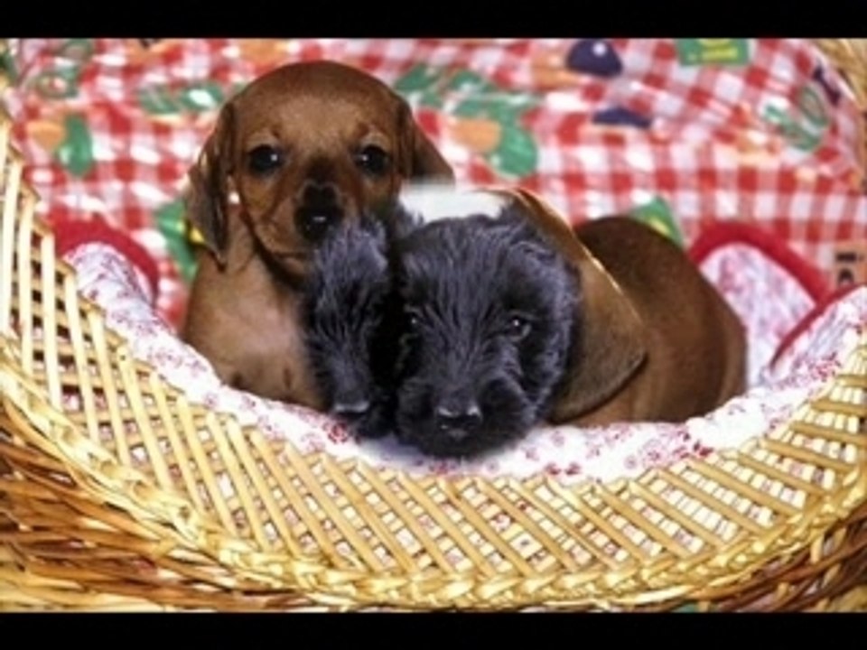 Les plus beaux chiots