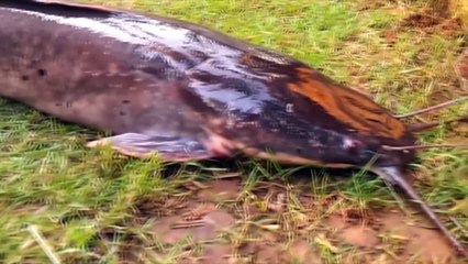 Unveiling the Mystery: The Strange River Monster Explained 🐉