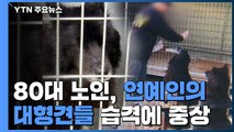 담 넘어 80대 노인 중상 입힌 대형견들...