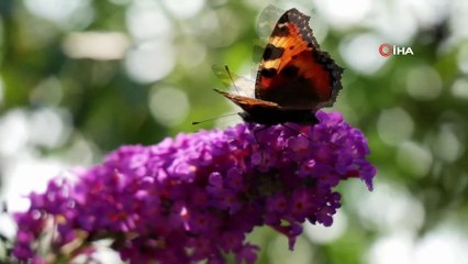 Lupus hastalarından 10 Mayıs LUPUS Farkındalık Günü’ videosu