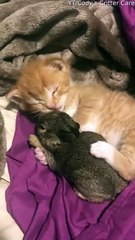 Cute Kitten Cuddles Bunny