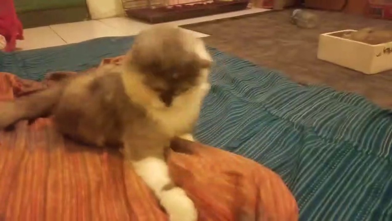 Pets Story - Melo Meow if Again Playing Funny