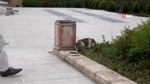 Şanlıurfa'da korona günlerinde sokak hayvanları unutulmadı
